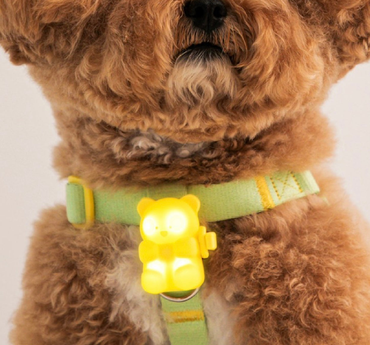 [毛孩!] LED夜燈Jelly Bear熊仔狗帶