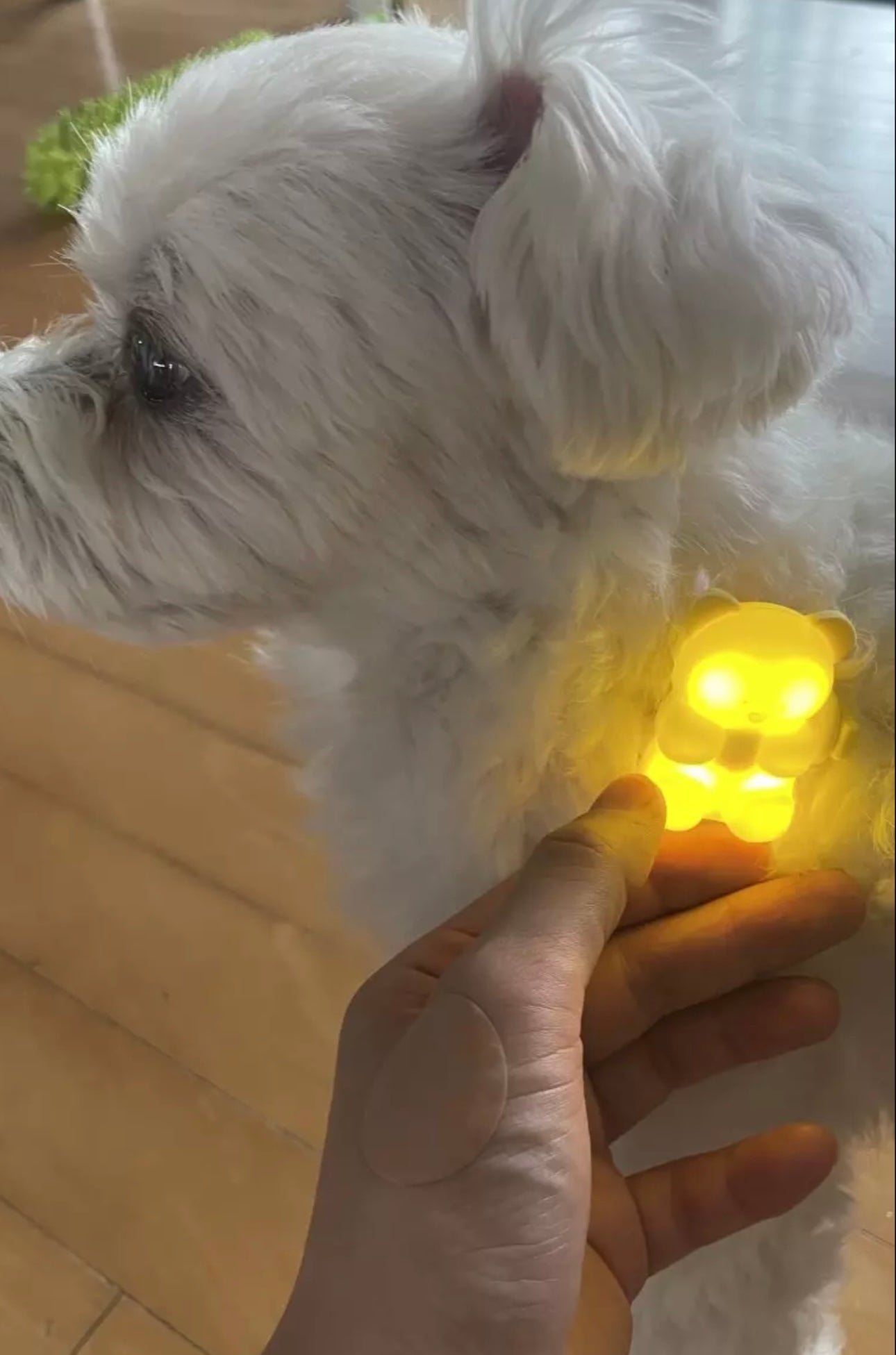 [毛孩!] LED夜燈Jelly Bear熊仔狗帶