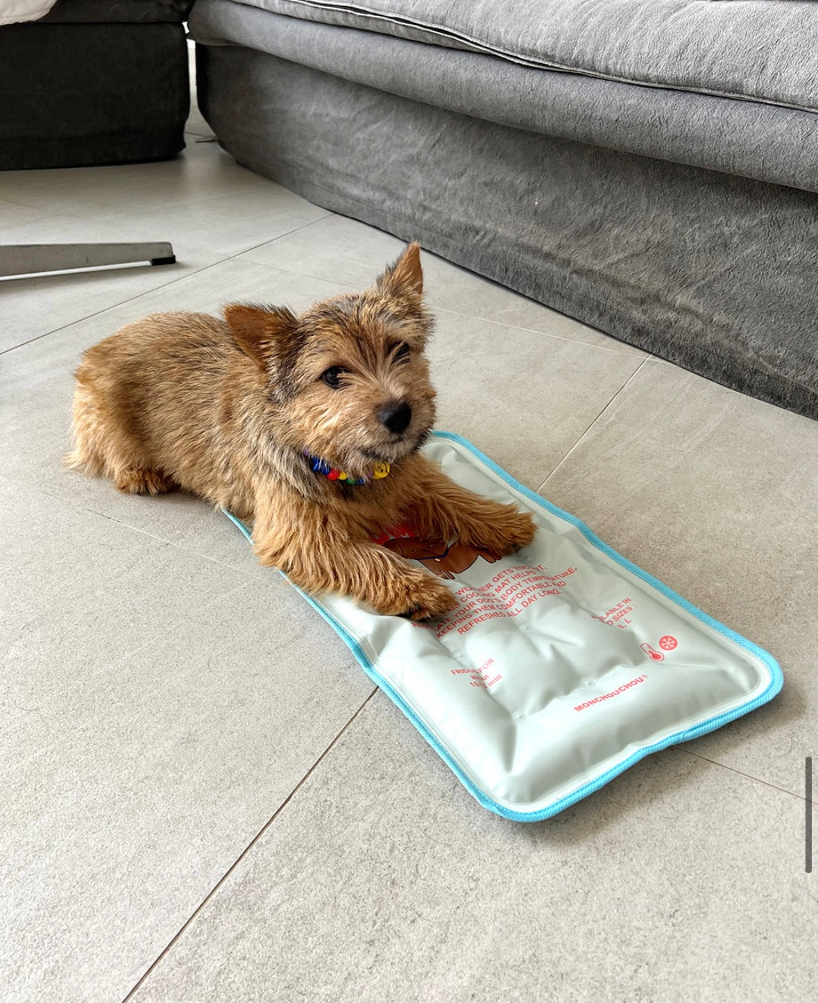 [毛孩涼浸浸]寵物防暑降溫冰墊 寵物用品