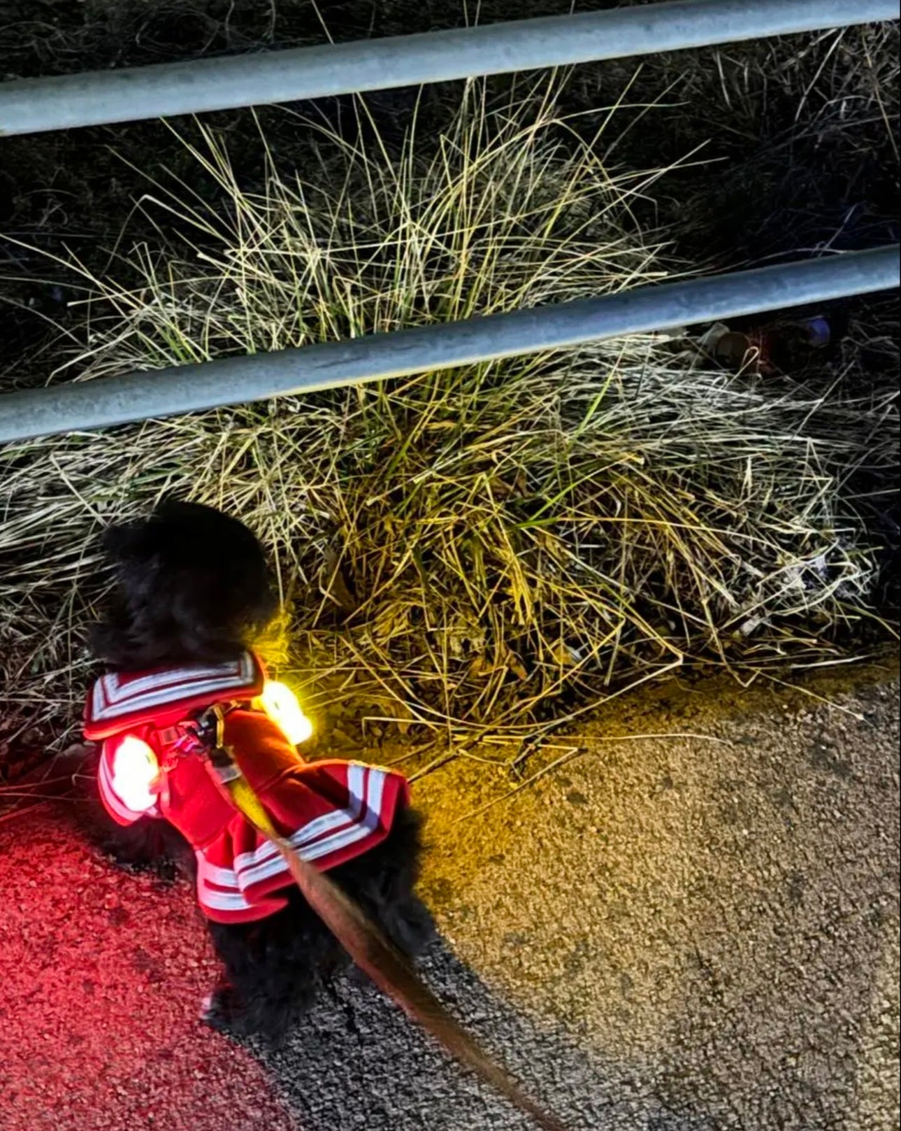 [毛孩!] LED夜燈Jelly Bear熊仔狗帶