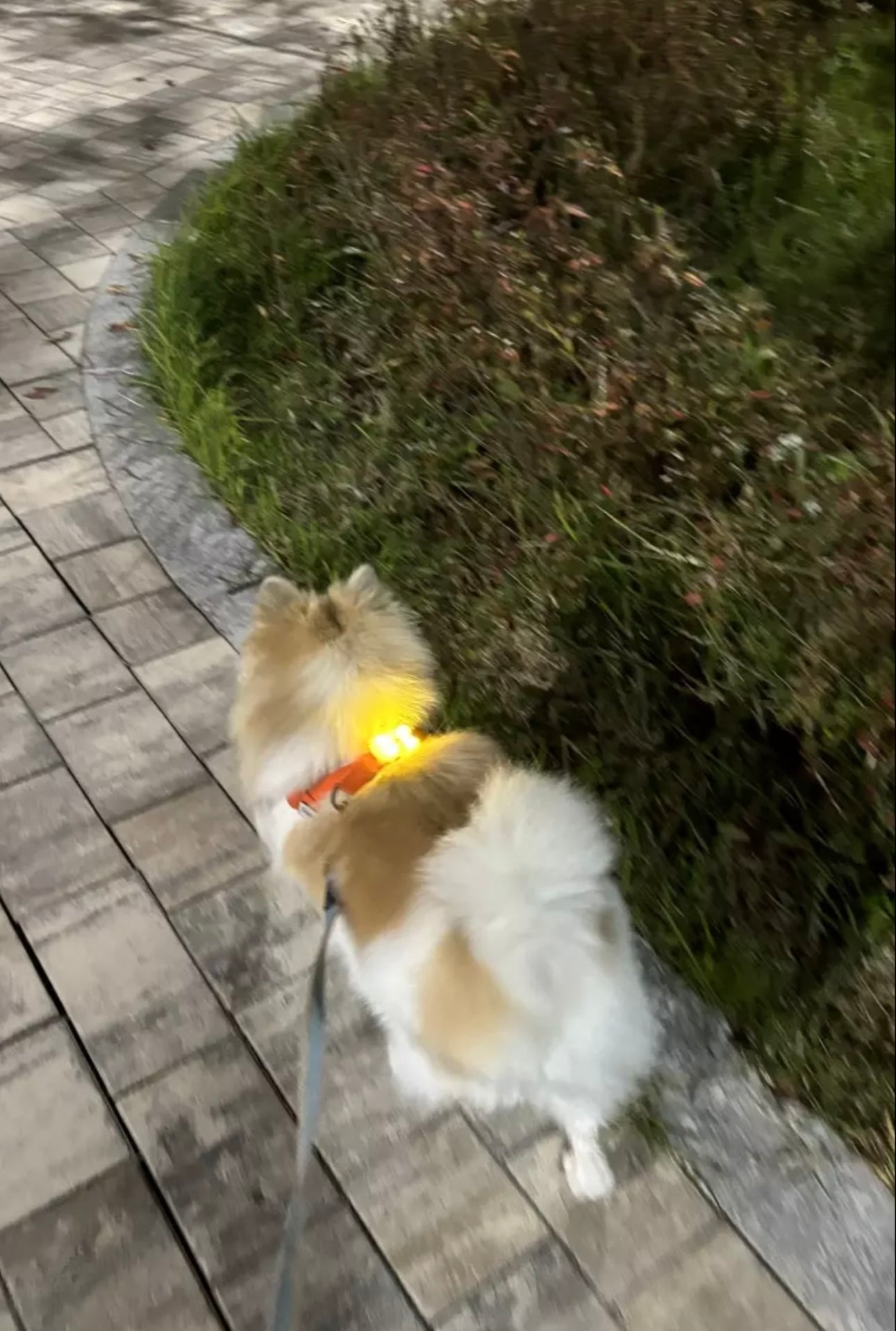 [毛孩!] LED夜燈Jelly Bear熊仔狗帶