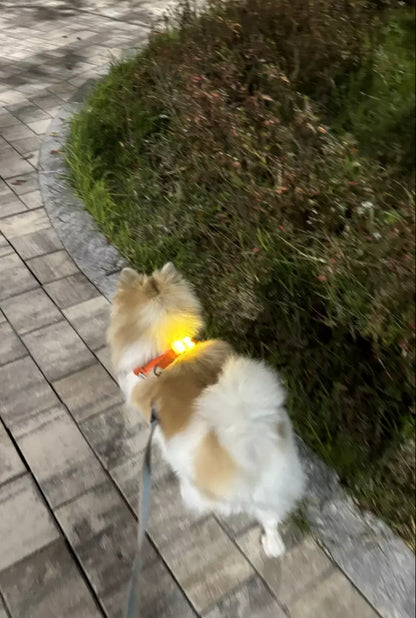 [毛孩!] LED夜燈Jelly Bear熊仔狗帶