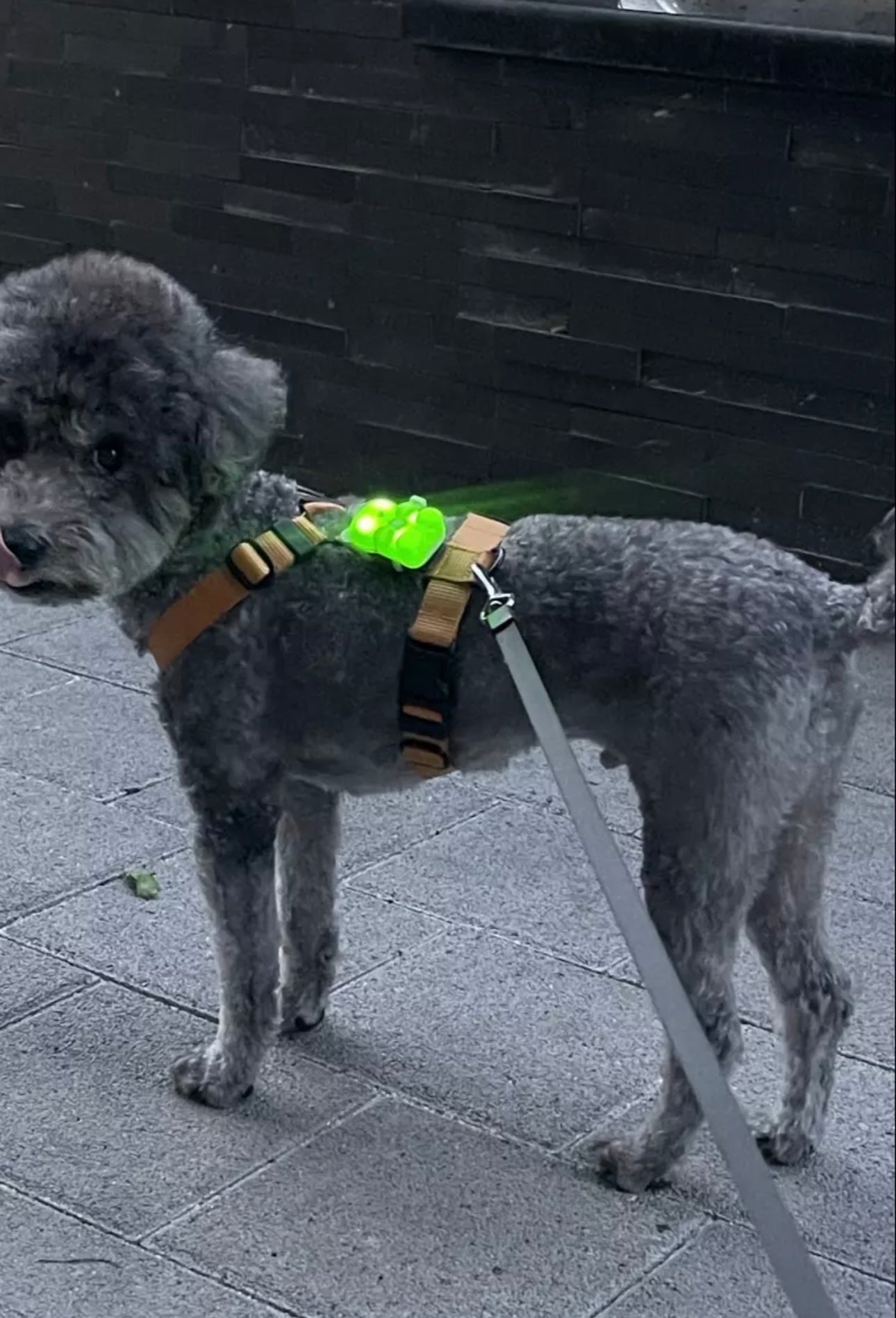 [毛孩!] LED夜燈Jelly Bear熊仔狗帶