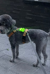 [毛孩!] LED夜燈Jelly Bear熊仔狗帶