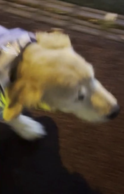 [毛孩!] LED夜燈Jelly Bear熊仔狗帶