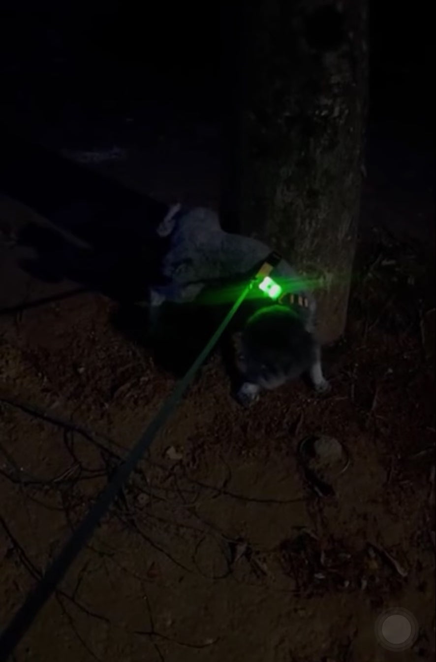 [毛孩!] LED夜燈Jelly Bear熊仔狗帶